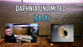 How I Raise Daphnia Water Fleas And You Can Too [upl. by Regen144]