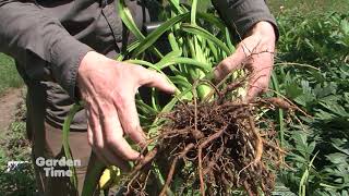 Dig Divide and Plant Daylilies [upl. by Neuburger264]