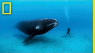 Diving with Whales  Nat Geo Live [upl. by Pihc]