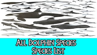 All Dolphin Species  Species List [upl. by Curry]