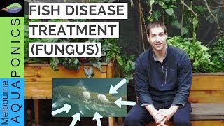 fish disease treatment fungus [upl. by Tonl19]