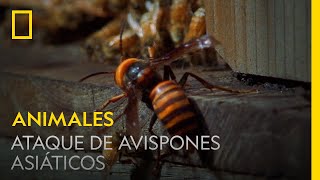 Enormes avispones asiáticos atacan una colmena de abejas melíferas  NATIONAL GEOGRAPHIC ESPAÑA [upl. by Odyssey]