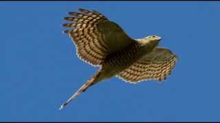 Sparrowhawk Bird Call Bird Song [upl. by Enom120]