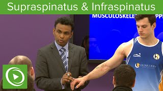 Supraspinatus amp Infraspinatus Muscles amp Nerves – MRCS  Lecturio [upl. by Zaller]