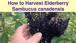 How to Harvest Elderberry Sambucus canadensis [upl. by Setsero]