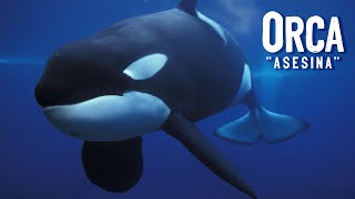 ORCA quotASESINAquot  Características y Curiosidades  Mini Documental [upl. by Wagshul515]