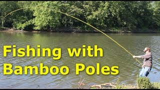 Fishing with 30 bamboo poles  pole fishing for carp [upl. by Gnot]