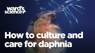 Caring and Culturing for Daphnia [upl. by Enilrae]