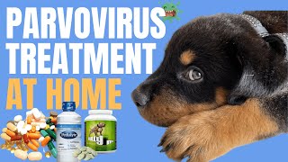 Canine Parvovirus in Dogs  Parvo Treatment at Home [upl. by Sukul832]