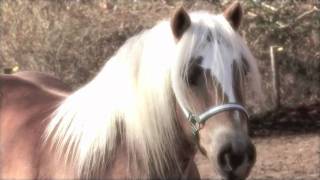 Haflinger Horses [upl. by Hairu]