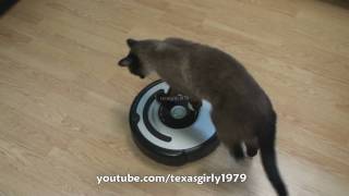 Cat shows HOW TO use iRobot Roomba Vacuum [upl. by Stelu]