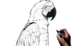 How To Draw A Parrot  Step By Step [upl. by Hillinck]