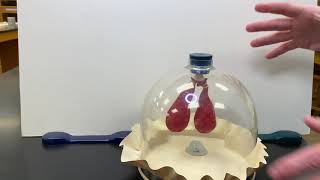 Bell Jar Lung Model Video [upl. by Nelyak502]