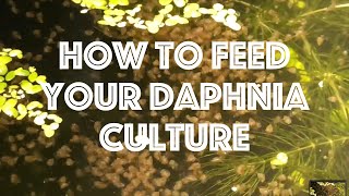 How To Feed Your Daphnia Culture [upl. by Illyes]