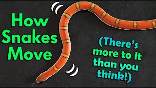 How Snakes Move They dont just slither [upl. by Imray]