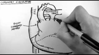 Coronary Circulation [upl. by Samal]