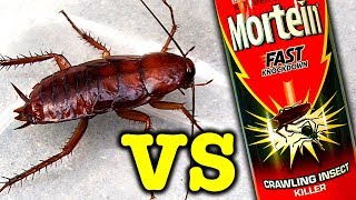 Giant Cockroach Vs Mortein Rapid Kill Bug Spray Does It Work [upl. by Jewett]