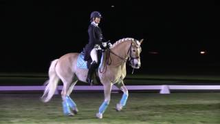 Lutz the Dressage Haflinger at Dressage Under the Stars in Wellington [upl. by Dloniger]