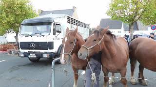 Foire aux poulains Plaintel 2018 4K [upl. by Melac]