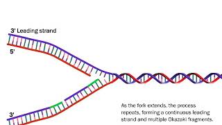 DNA Replication The Process Simplified [upl. by Gerc]