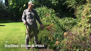 How to Divide and Plant Daylilies [upl. by Inahteb]