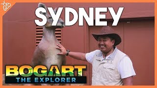 Bogart the Explorer SYDNEY [upl. by Marianne]