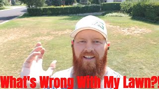 DIY how to repair lawn Patchy dead areas brown dead grass turf insects Whats wrong with my lawn [upl. by Rosabel]