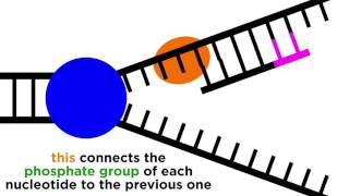 DNA Replication Copying the Molecule of Life [upl. by Anelrahc]