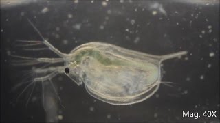 Daphnia magna under the Microscope [upl. by Staw]