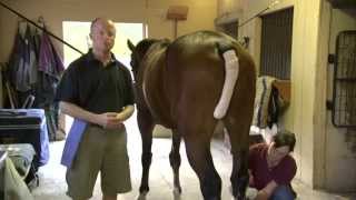 Equine Joint Injections [upl. by Humfrid]