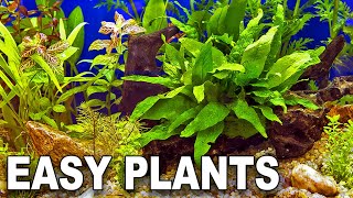 My Top 10 Easy Beginner Aquarium Plants [upl. by Adliw]