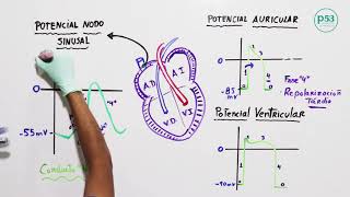 FISIOLOGÍA  POTENCIAL DE ACCIÓN CARDÍACO [upl. by Cassell]