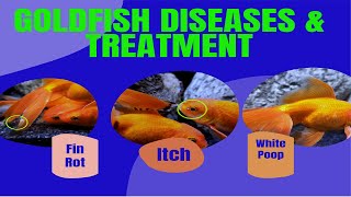 Goldfish Diseases And Treatment  Goldfish Fin Rot Treatment [upl. by Grenier]