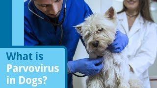 Parvovirus in Dogs Causes Symptoms and Treatment Options [upl. by Isis108]