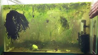 Scuds Daphnia Cherry Shrimp Copepods My aquatic food culture [upl. by Anelas]