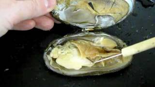 Bivalve Anatomy freshwater mussel [upl. by Aeila]