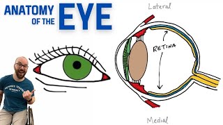 Anatomy of the Eye [upl. by Liam819]