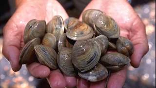 Facts Bivalves [upl. by Ellecrad]