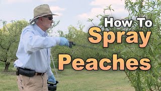 Protect Your Peaches How to Spray a Peach Tree [upl. by Brynna]