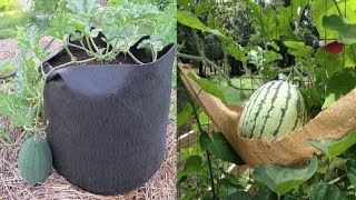 10 Tips To Grow Watermelon In containers No Matter where You Live [upl. by Ettenahc]