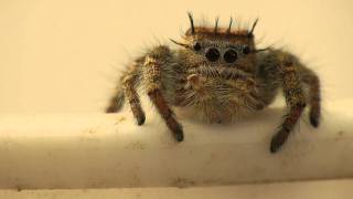 Phidippus Carolinensis Jumping Spider Being Cute [upl. by Vasilis]