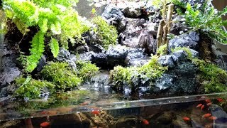 三層瀑布生態缸水族造景Aquarium [upl. by Saundra198]