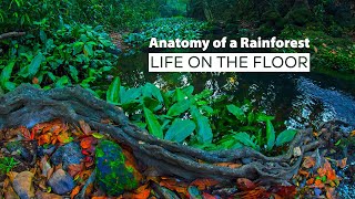 Discover the Hidden Wonders of the Rainforest Underfoot Wildlife Documentaries RoundglassSustain [upl. by Michel]