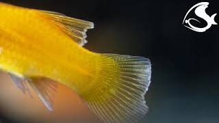 Bacterial Diseases of Aquarium Fish [upl. by Gideon456]