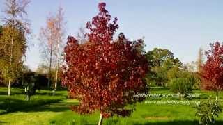 Liquidambar styraciflua Stella Sweet Gum Tree [upl. by Brenden]