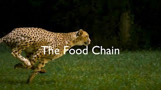 The Food Chain [upl. by Ecnarolf]