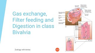 Gas exchange Filter feeding and digestion in class Bivalvia [upl. by Euqimod155]