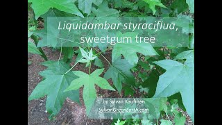 Liquidambar styraciflua sweetgum [upl. by Erina774]