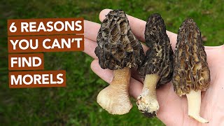 6 Reasons You Cant Find Morel Mushrooms [upl. by Drisko775]