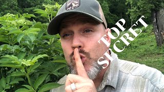 The Secret to Growing LOTS of ELDERBERRY PLANTS [upl. by Lunn]